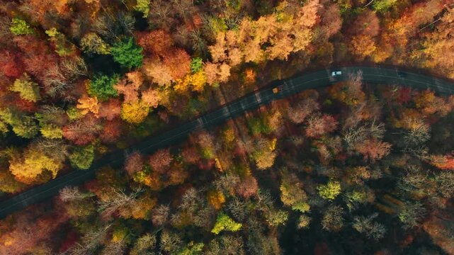 Birds-eye view of a road meandering through a colorful sunlit forest in autumn. Aerial footage of cars driving on a scenic bendy route