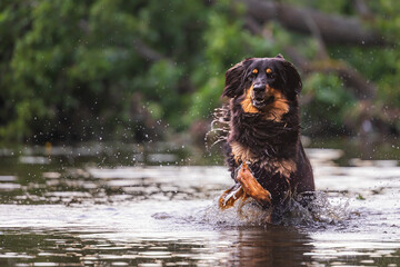 male black and gold Hovie dog hovawart jumping through the water in the river