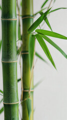 Obraz premium Close-up image of green bamboo stalks and leaves, showcasing their natural texture and vibrant color, set against a light background for a serene, minimalist look.