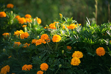 Marigold flowers or tagetes marigolds or ganda. Orange flower in garden.