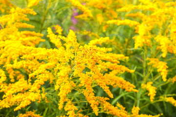 Solidago gigantea or Goldenrod plant in flowering season.