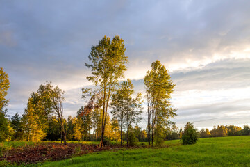 Fototapeta premium Summer landscape in countryside in Latvia.