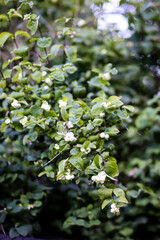 Naklejka premium Summer nature details. Garden plants.