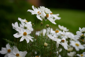 white daisies in a meadow