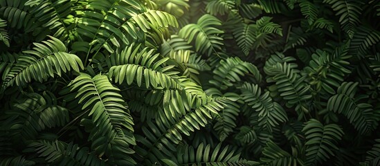 Fern s green leaves bask in sunlight within a dense dark tropical forest setting representing wild natural beauty with a copy space image