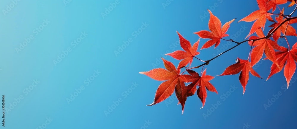 Canvas Prints red maple leaves on a branch against a vivid blue sky in a copy space image
