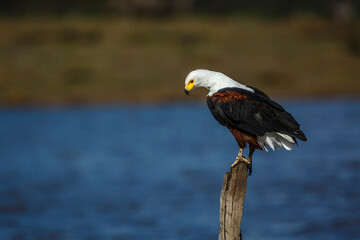 African fish eagle standing on a log over water in Kruger National park, South Africa ; Specie Haliaeetus vocifer family of Accipitridae
