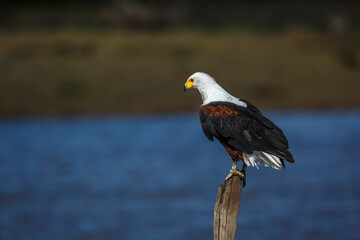 African fish eagle standing on a log over water in Kruger National park, South Africa ; Specie Haliaeetus vocifer family of Accipitridae