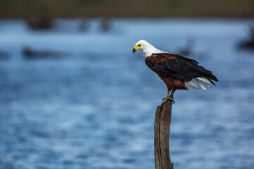 African fish eagle standing on a log over water in Kruger National park, South Africa ; Specie...