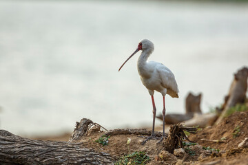 African spoonbill standing on riverside in Kruger National park, South Africa ; Specie Platalea...