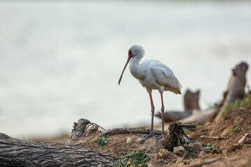 African spoonbill standing on riverside in Kruger National park, South Africa ; Specie Platalea alba family of Threskiornithidae
