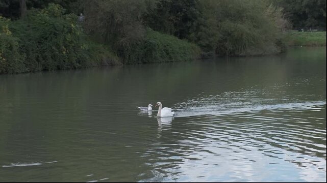 white swan in the lake of the park of villa Pamphili. High quality 4k footage