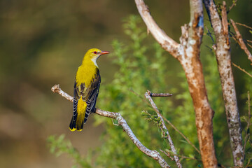 Eurasian Golden-Oriole standing rear view on a shrub in Kruger National park, South Africa ; Specie Oriolus oriolus family of Oriolidae