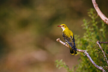 Fototapeta premium Eurasian Golden-Oriole standing rear view on a shrub in Kruger National park, South Africa ; Specie Oriolus oriolus family of Oriolidae