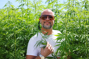 Fototapeta premium happy man in hemp plants in the field, Cultivation of marijuana, flowering cannabis plant as a legal medicinal drug.