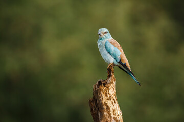 European Roller standing on a log isolated in blur background in Kruger National park, South Africa...