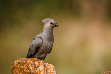 Grey go away bird standing on rock isolated in natural background in Kruger National park, South Africa ; Specie Corythaixoides concolor family of Musophagidae