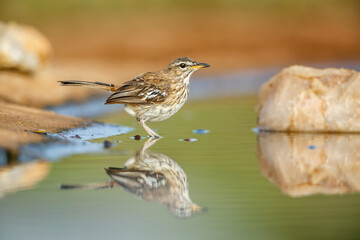 Obraz premium Red backed Scrub Robin along waterhole with reflection in Kruger National park, South Africa; specie Cercotrichas leucophrys family of Musicapidae