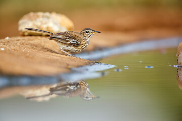 Red backed Scrub Robin along waterhole with reflection in Kruger National park, South Africa;...