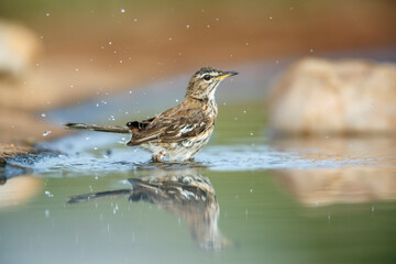 Red backed Scrub Robin bathing in waterhole with reflection in Kruger National park, South Africa;...