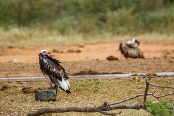 White headed Vulture standing on a rock in Kruger National park, South Africa ; Specie Trigonoceps occipitalis family of Accipitridae