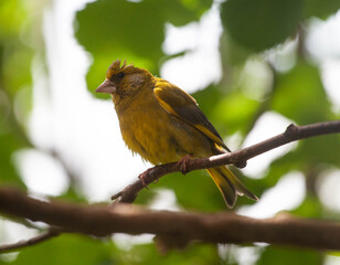 Obraz premium greenfinch sunbathing on a tree