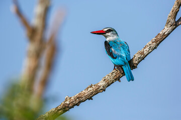 Woodland kingfisher standing on a branch rear view isolated in blue sky in Kruger National park, South Africa ; specie Halcyon senegalensis family of Alcedinidae