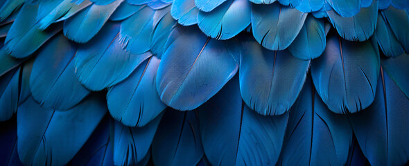 Blue macaw feathers texture background, close up photo of blue and dark blue parrot wings pattern wallpaper, bird feather abstract backdrop for design