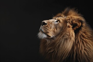 Obraz premium Transparent visuals and compelling graphics with lion motifs, perfect for dynamic and innovative digital endeavors that leave a lasting impression.