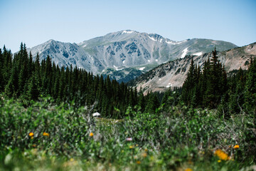 alpine meadow in summer