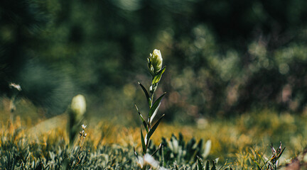 grass in the morning