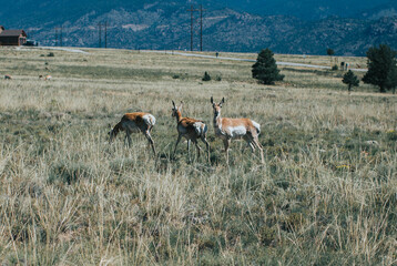 deer in the field
