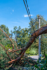 Tree on Public Light Pole. Storm, Hurricane, Wind, Blackout, Power Cut Caused by the Bad Weather....