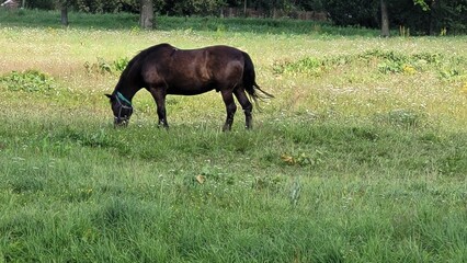 Fototapeta premium Oginsky Estate, Museum in Belarus. 