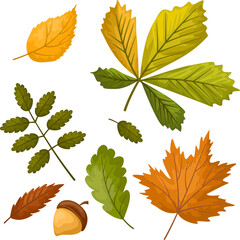 Vector set of autumn leaves, flat graphics for fall decor