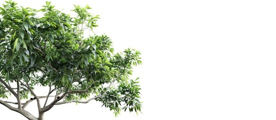 A tropical tree with leafy branches on a white isolated backdrop ideal for a copy space image