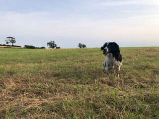 Spinger Spaniel in a field, North Yorkshire, England, United Kingdom © A Linscott