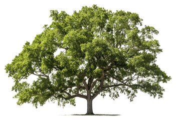 PNG Tree plant tranquility transparent background