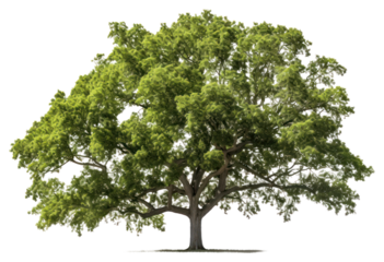 PNG Tree plant tranquility transparent background