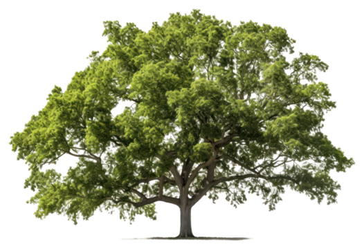 PNG Tree plant tranquility transparent background