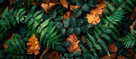 Obraz premium Autumnal green fern leaves set against a backdrop of fallen leaves in a forest create a picturesque floral background with copy space image