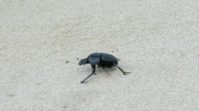 ein scarab&auml;us k&auml;fer krabbelt &uuml;ber sand in der w&uuml;ste, seitenansicht, kamera mitgezogen, scarabaeus sacer
