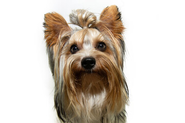 Portrait yorkshire puppy dog looking at camera. Isolated on white background
