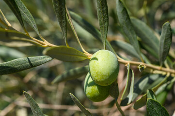 Olive, garden, green, olive tree, couple olives
