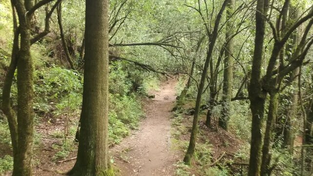 Familia caminando por el bosque