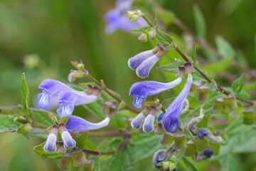 Closeup on the lightblue flowering European common, hooded or marsh skullcap Scutellaria galericulata
