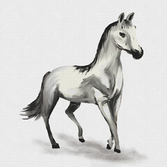 White horse on a white background