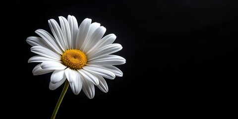 white daisy on black background AI-Created Content