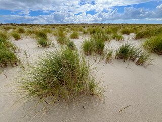 Grass growing on coastal sand dunes in Skagen, Denmark. Plant Ammophila Arenaria on a dune near the Baltic and North sea