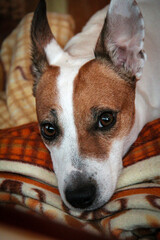 A stunning closeup of a lovely dog resting on a cozy blanket, enjoying a peaceful moment